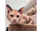 Adopt SHELLIE a Domestic Medium Hair