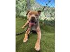 Adopt Nala a Pit Bull Terrier, Mixed Breed