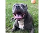 Adopt Baby Girl a Mixed Breed
