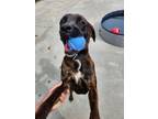 Adopt Magna a Boxer