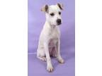 Adopt Cicada a Labrador Retriever, Boxer