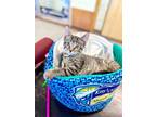 Adopt Shania a Domestic Short Hair