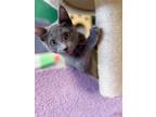 Adopt Wynonna a Domestic Short Hair