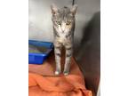 Adopt Gracie a Domestic Short Hair