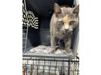 Adopt Jasmine a Dilute Calico