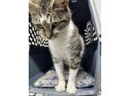 Adopt Tiana a Domestic Short Hair