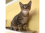 Adopt Bright Eyes a Domestic Short Hair