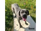 Adopt Stormi a Cane Corso, Mixed Breed