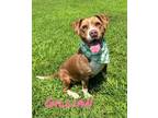Adopt Gillian 30630 a Labrador Retriever, Mixed Breed