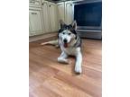 Adopt Sky a Siberian Husky, Alaskan Malamute