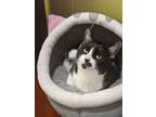 Adopt Kika a Domestic Short Hair