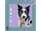 Adopt Brie a Mixed Breed