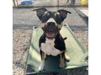 Adopt Snickers a Shar-Pei