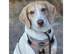 Adopt Molly a Foxhound, Beagle