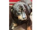 Adopt Juno a Rottweiler