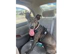 Adopt Slick a Australian Kelpie, Labrador Retriever