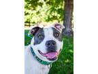 Adopt Gorda a Pit Bull Terrier, Mixed Breed