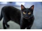Adopt Tilly a Domestic Short Hair