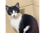 Adopt Cruella a Domestic Short Hair
