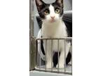 Adopt Suzanne a American Shorthair