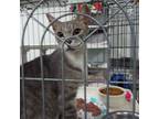 Adopt Goose a American Shorthair