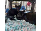 Adopt Meredith a American Shorthair