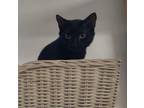 Adopt Dallas a American Shorthair