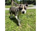 Adopt Keena a Pit Bull Terrier