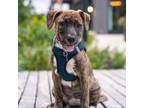 Adopt Big Boss a Boxer