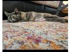 Adopt Misty a Domestic Short Hair