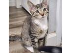 Adopt Switch a Domestic Short Hair
