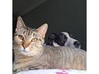 Adopt Trinity a Domestic Short Hair