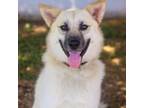 Adopt Lainey 24-06-144 a Husky, Black Mouth Cur