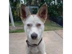 Adopt Nova a Australian Cattle Dog / Blue Heeler, Mixed Breed