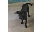 Adopt 19115 Marcie a Pit Bull Terrier, Labrador Retriever