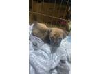 Adopt BB a American Staffordshire Terrier
