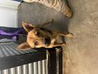 Adopt Maddison a German Shepherd Dog