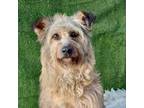 Adopt Samantha KAY a Cairn Terrier