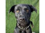 Adopt Jessy a Flat-Coated Retriever