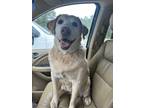 Adopt Koko a Labrador Retriever