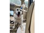 Adopt Kiki a Labrador Retriever