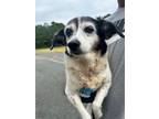 Adopt Dotti a Beagle