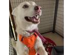 Adopt Mila a Siberian Husky