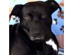 Adopt Beatrice a Black Labrador Retriever, Terrier