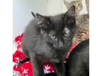 Adopt Zoom a Domestic Medium Hair