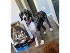 Adopt Hattie a Standard Poodle, Bernese Mountain Dog