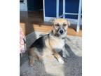 Adopt Francine a Jack Russell Terrier