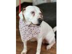 Adopt Jupiter a Australian Cattle Dog / Blue Heeler
