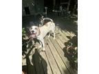 Adopt Lexi a Mixed Breed