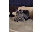 Adopt Mickey a Domestic Short Hair, Tabby